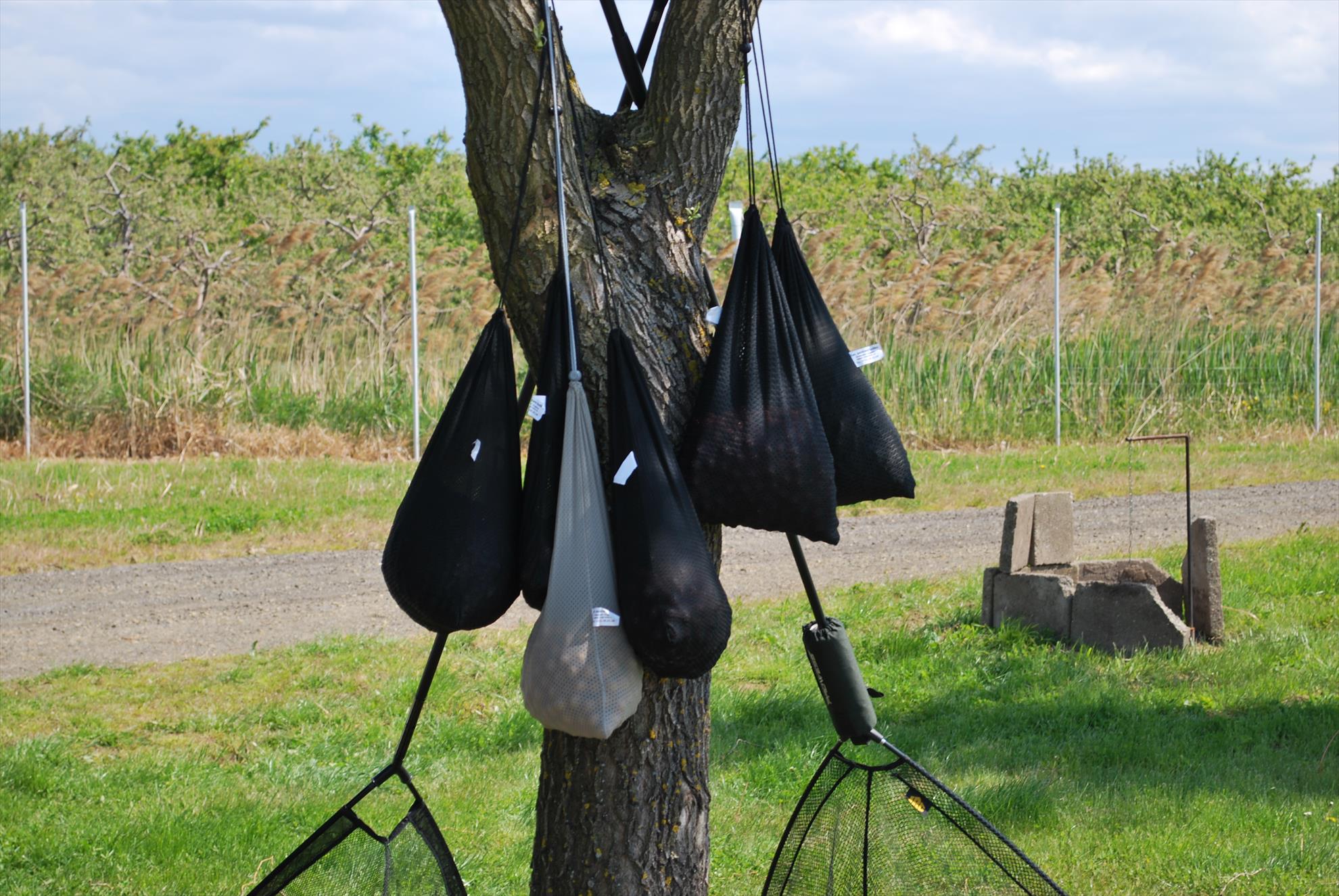 Ungaria Nagikalo - dsc0930.JPG